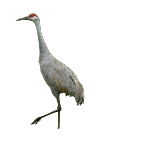 animal, creature, staff, jewelry, 3d render, photorealistic, concept art, watercolor transparent PNG cut-out