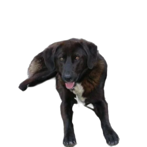 animal, staff, creature, umbrella, photorealistic, 3d render, black, dog transparent PNG cut-out