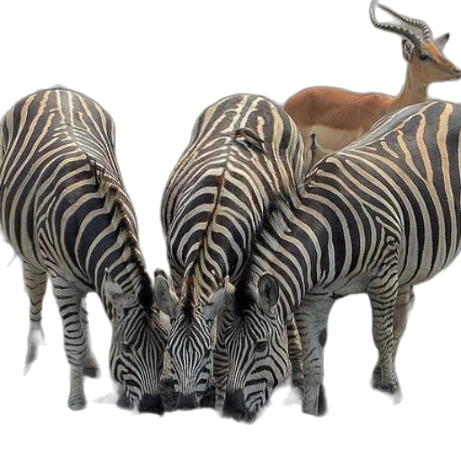 animal, 3d render, photorealistic, concept art, three, zebras, drinking, water transparent PNG cut-out