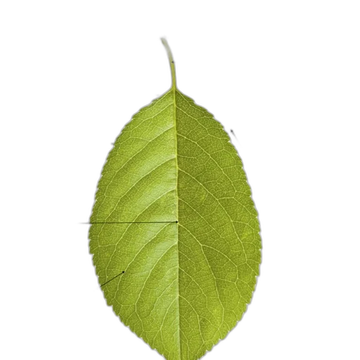 tree, staff, food, face, photorealistic, 3d render, concept art, oil painting transparent PNG cut-out