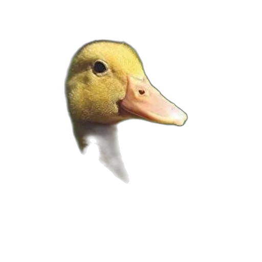 mask, animal, creature, face, 3d render, pixel art, photorealistic, concept art transparent PNG cut-out