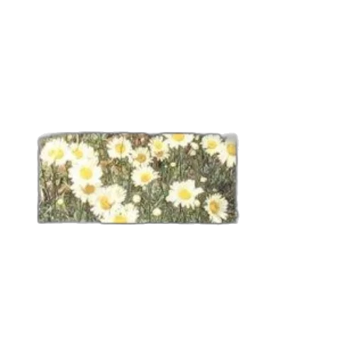 flower, jewelry, crown, food, photorealistic, oil painting, 3d render, pixel art transparent PNG cut-out