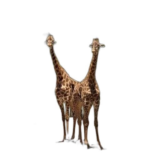 animal, creature, staff, hat, 3d render, concept art, photorealistic, pixel art transparent PNG cut-out