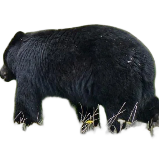 animal, creature, staff, food, concept art, 3d render, photorealistic, black transparent PNG cut-out