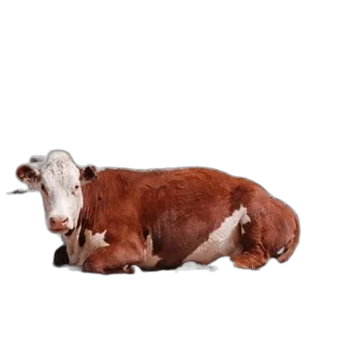 animal, furniture, food, creature transparent PNG cut-out