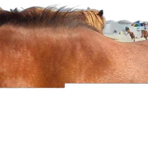 animal, hair, crown, hat transparent PNG cut-out
