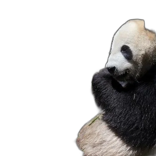 animal, mask, creature, photorealistic, 3d render, concept art, giant, panda transparent PNG cut-out