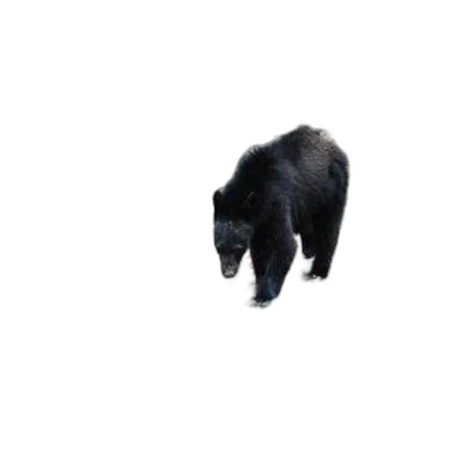 animal, creature, staff, hair, concept art, 3d render, pixel art, black transparent PNG cut-out
