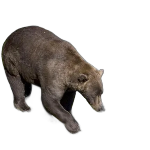 animal, creature, staff, concept art, photorealistic, 3d render, large, brown transparent PNG cut-out