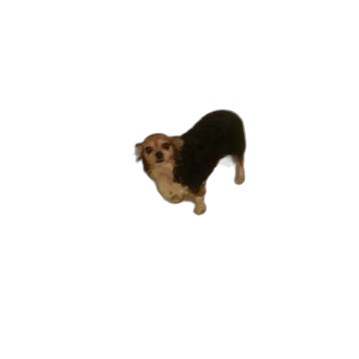 animal, creature, staff, hair, 3d render, pixel art, photorealistic, concept art transparent PNG cut-out