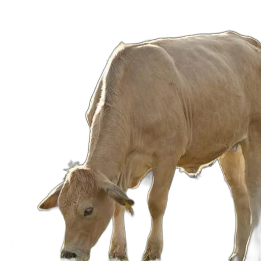 animal, creature, food, photorealistic, 3d render, concept art, light-colored, cow transparent PNG cut-out