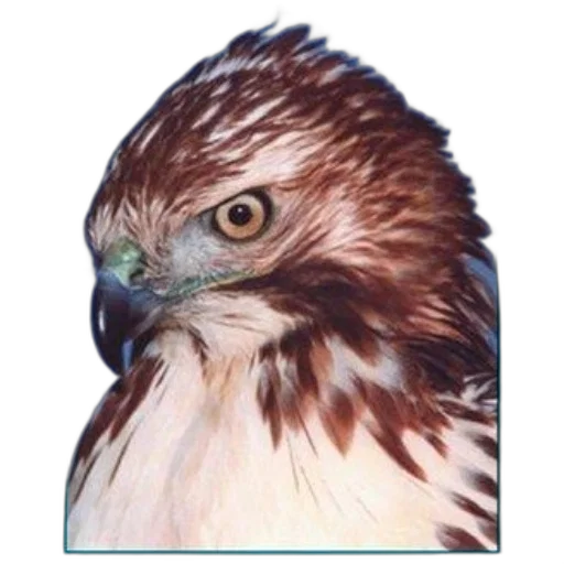 animal, face, staff, jewelry transparent PNG cut-out