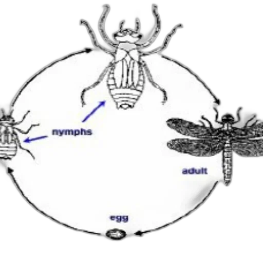 crown, animal, creature, jewelry, concept art, diagram, illustrating, life transparent PNG cut-out