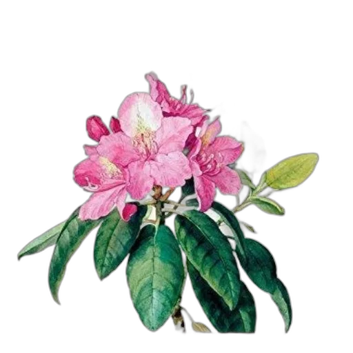 flower, crown, jewelry, staff, photorealistic, oil painting, watercolor, 3d render transparent PNG cut-out