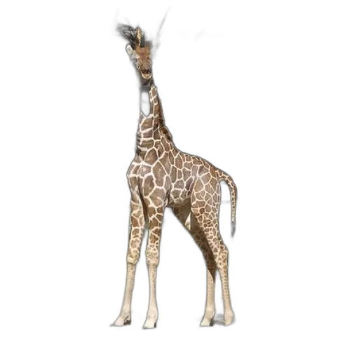 animal, creature, staff, jewelry, 3d render, concept art, photorealistic, fantasy art transparent PNG cut-out
