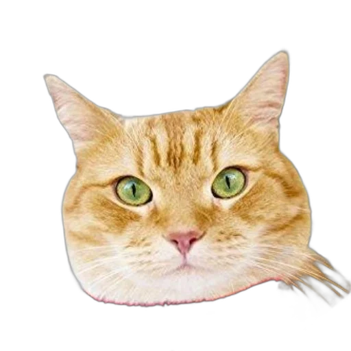 hat, animal, face, crown, photorealistic, pixel art, 3d render, oil painting transparent PNG cut-out