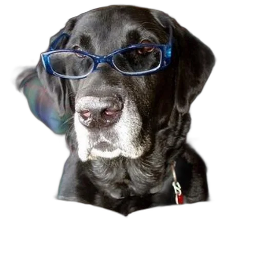 animal, staff, photorealistic, black, dog, blue, glasses, reading transparent PNG cut-out