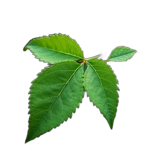 tree, staff, food, crown, photorealistic, 3d render, green, leaf transparent PNG cut-out