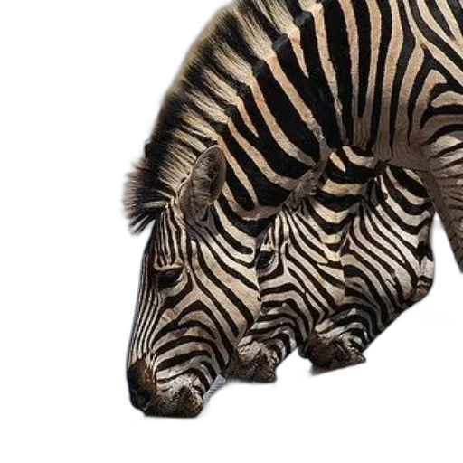 animal, creature, mask, hair, photorealistic, 3d render, concept art, monochrome transparent PNG cut-out