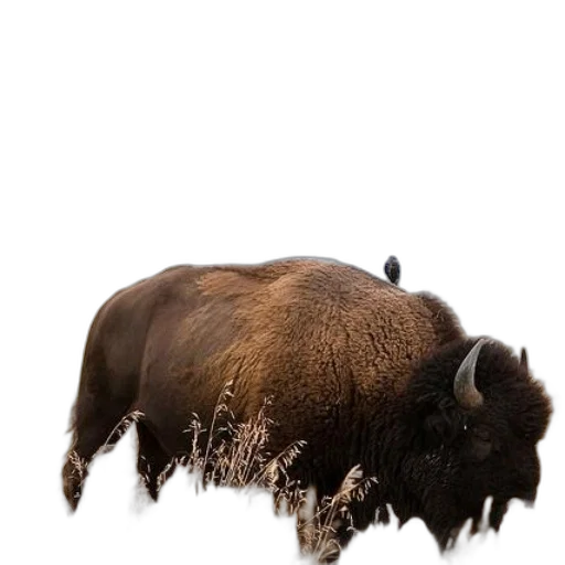 animal, creature, hair, weapon, photorealistic, concept art, bison, grazes transparent PNG cut-out