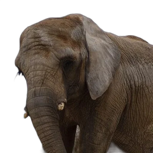 animal, photorealistic, majestic, elephant, stands, natural, setting, trees transparent PNG cut-out