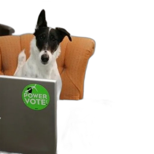 staff, dog, sits, behind, two, laptops, power, vote transparent PNG cut-out