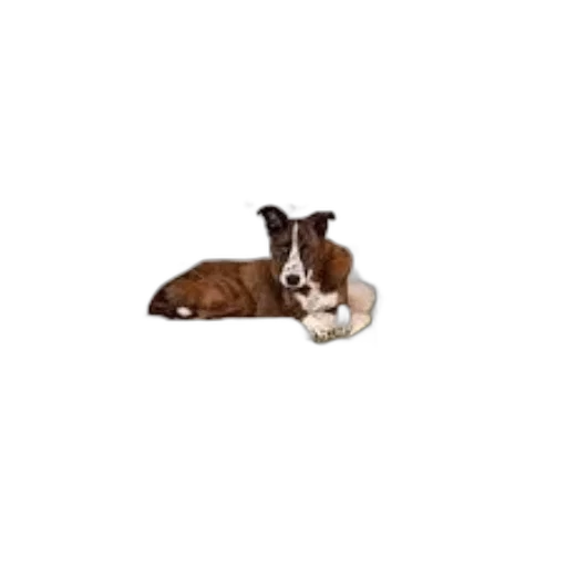 animal, creature, furniture, staff, photorealistic, pixel art, two, dogs transparent PNG cut-out