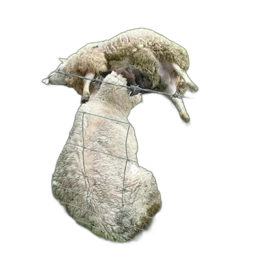 animal, hat, hair, creature, concept art, 3d render, photorealistic, sheep transparent PNG cut-out