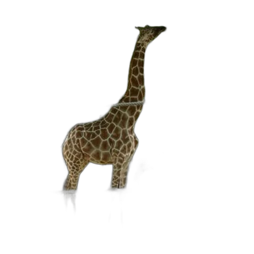 animal, creature, staff, hat, 3d render, concept art, photorealistic, pixel art transparent PNG cut-out