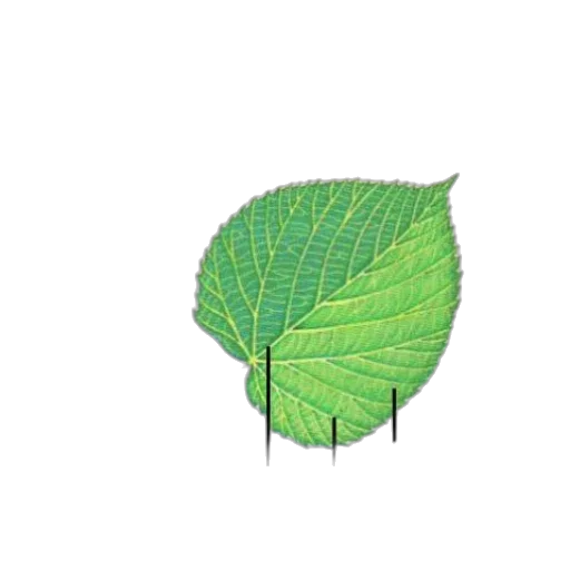 tree, umbrella, flower, jacket, photorealistic, pixel art, 3d render, concept art transparent PNG cut-out