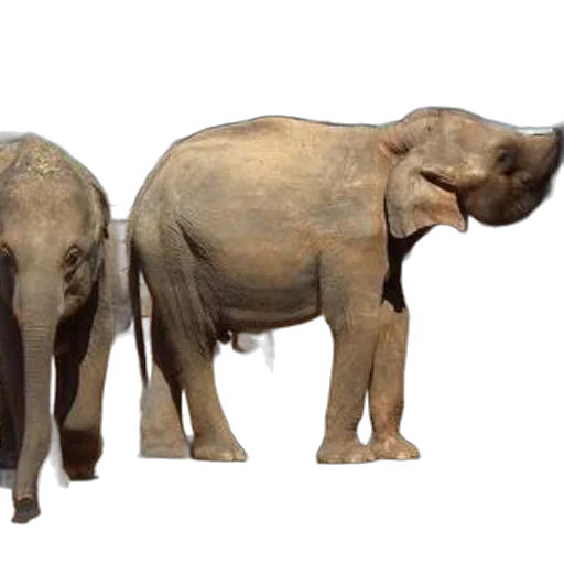 animal, 3d render, concept art, photorealistic, earth tones, two, elephants, stand transparent PNG cut-out